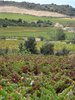 Vineyards in the Fenouilledes